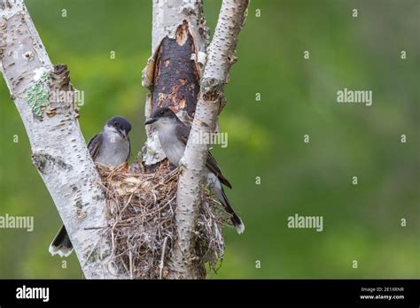 Eastern Kingbird Parents And Offspring In Northern Wisconsin Stock