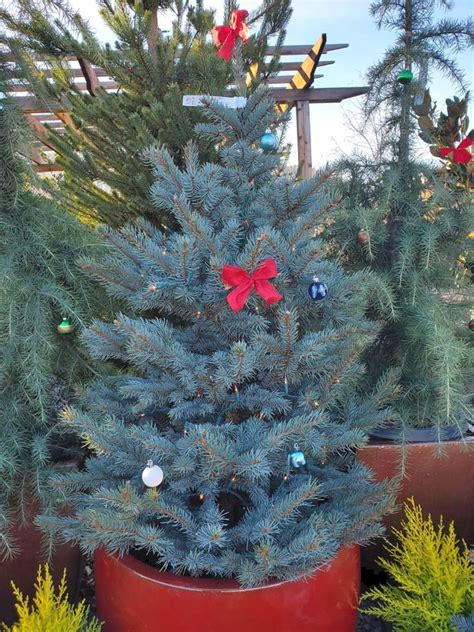 Selecting And Caring For Your Live Christmas Tree Shooting Star Nursery