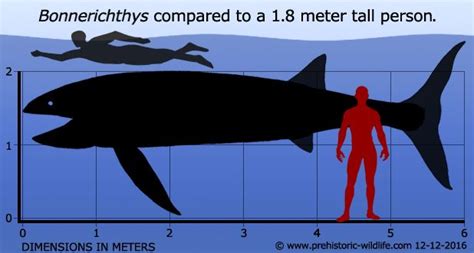 Bonnerichthys Prehistoric Creatures Prehistoric Wildlife Prehistoric