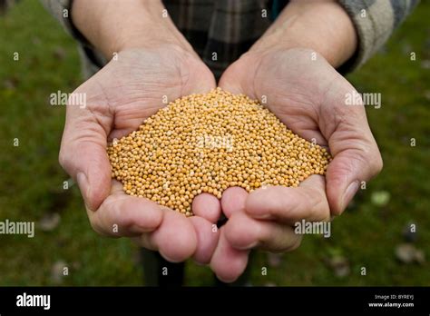 Agriculture A Farmers Hands Holding Harvested Yellow Mustard Seed