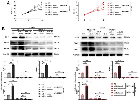 Lncrna Meg3 Inhibits The Proliferation And Migration Abilities Of