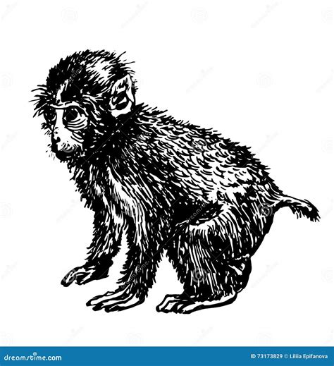 Little Monkey Drawing Sketch Hand Drawn Illustration Stock Vector