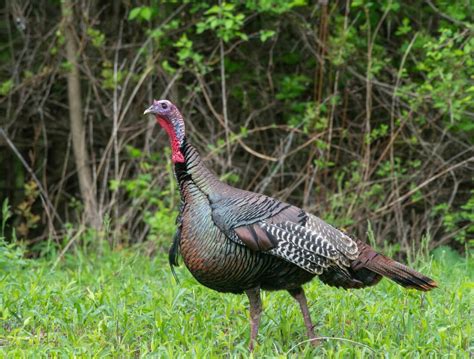 ODNR releases wild turkey hunting season results through May 5 ...