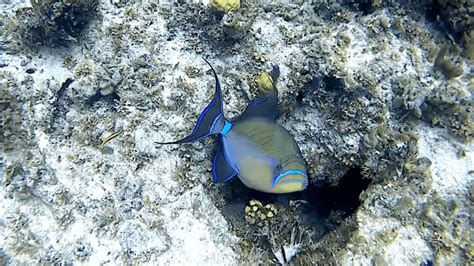 Diving With A Queen Triggerfish At Rose Island Reef In The Bahamas We