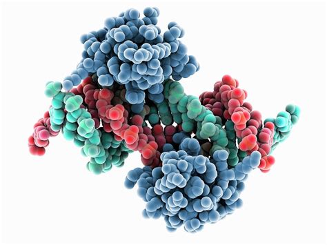 Transcription Regulator Dna Complex Photograph By Laguna Design Science