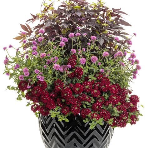 Superbena Royale® Romance Verbena Hybrid Proven Winners