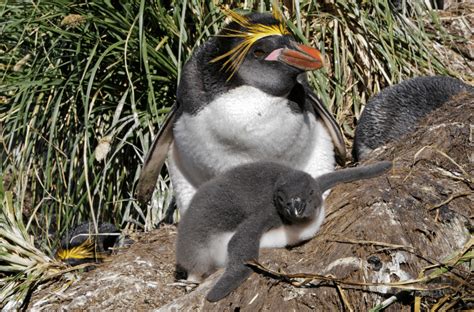 Macaroni Penguin - Facts, Diet & Habitat Information