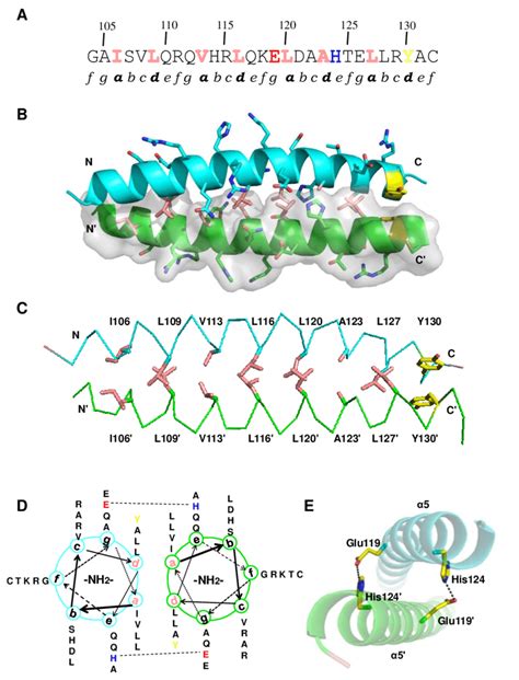 Dimerization Interface Of Lzlm A The Primary Amino Acid Sequence Of Download Scientific