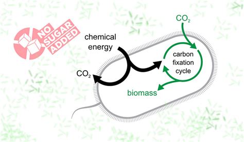 Researchers Develop Bacteria Which ‘eat Carbon Dioxide Technology News