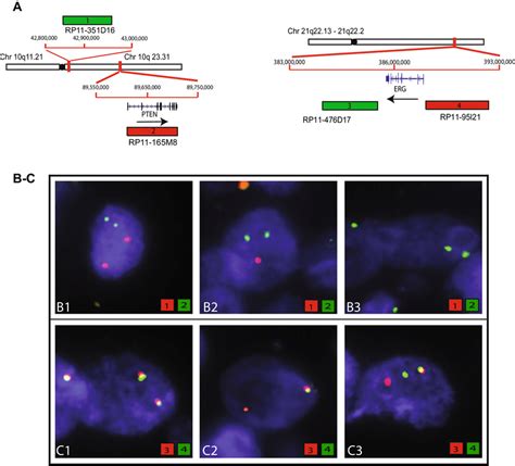 Fluorescent in situ hybridization (FISH) probe design and... | Download ...