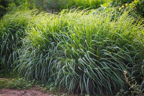 12 Snake-Repellent Plants That Can Pest-Proof Your Garden - Bob Vila