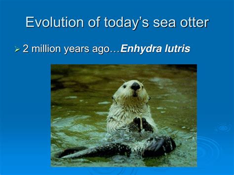 Ppt Sea Otters Life And Death Powerpoint Presentation Free Download