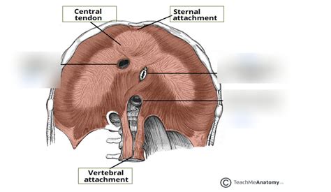 Diaphragm Diagram Quizlet