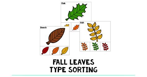 Different Types Of Fall Leaves