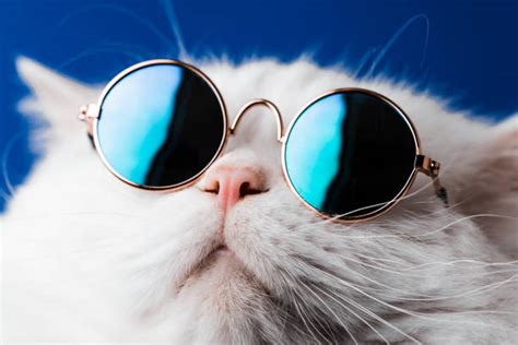 Cool Cat Stock Photos Pictures And Royalty Free Images Istock