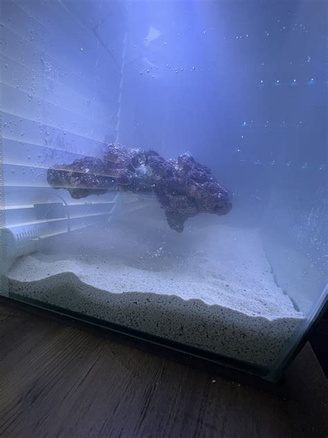 Build Thread First Saltwater Tank Fluval Flex Reef Reef