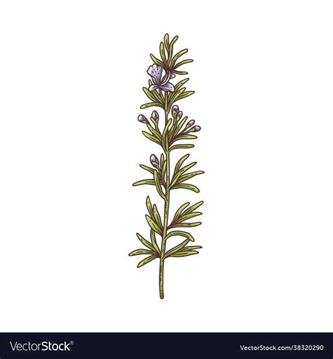 Rosemary Herb Plant Branch Botanical Drawing Vector Image