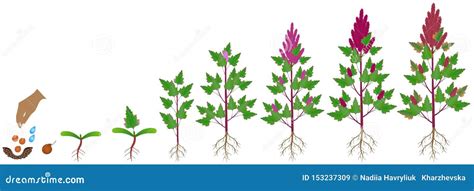 Cycle of Growth of a Quinoa Plant on a White Background. Stock Vector - Illustration of ...