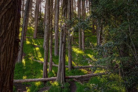 Sun Kissed Berkeley California An Old Image From 2015 Flickr