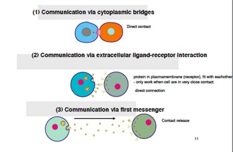 Ch. 15 - Cellular signaling + GPCR + RTK Flashcards | Quizlet 
