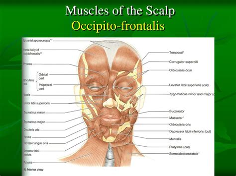 PPT - Muscles of Face And Scalp Dr. Sama ul Haque PowerPoint Presentation - ID:3127532