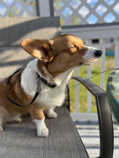 Jax Basking In The Sun Rcorgi