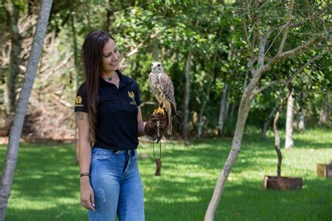 Centro De Falcoaria Presentear Moradores De Foz E Regi O