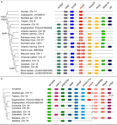 Conserved Microsynteny Of Nos2 And Nos3 A The Nos2 Paralogs Derived