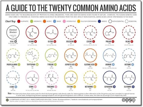 Educational Poster 20 Amino Acids Physiological Structure