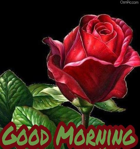 55 Good Morning Rose Flowers Images Pictures With Romantic Red Roses