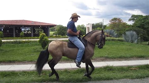 Colombia Lindo Caballo De Paso Fino Colombiano Youtube