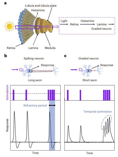 The Structure Top And Respon IMAGE EurekAlert Science News Releases