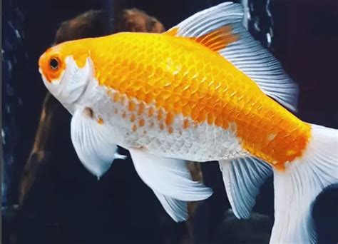 Comet Goldfish: Breeding, Care, Feeding, and Care Guide