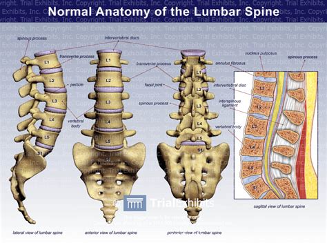 Lumbar Spine Anatomy Diagram