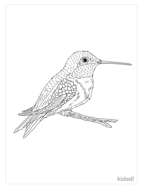 Realistic Hummingbird Coloring Page Bird Sheets Sketch Coloring Page