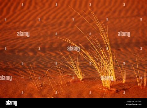 Duenengras In Der Abendsonne Stock Photo Alamy