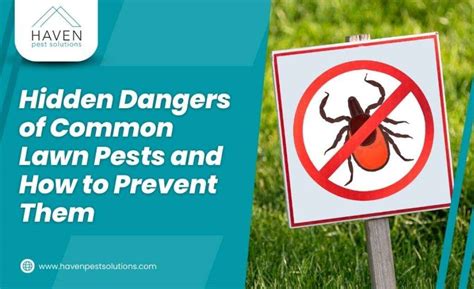 Common Lawn Pests How To Keep Your Lawn Safe And Healthy