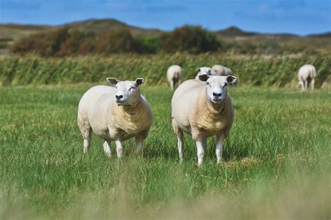 Blauwtong Protocol Schapen HomeopathieShop