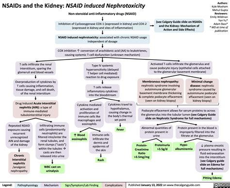 NSAIDs and the Kidney Nephrotoxicity | Calgary Guide