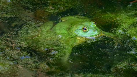 5 Simple Steps To Get Rid Of Algae In A Pond The Pondineer