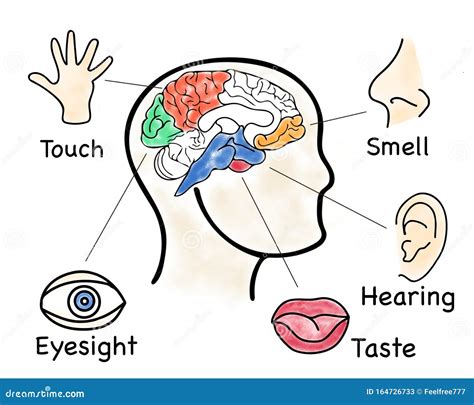 Five Senses Diagram