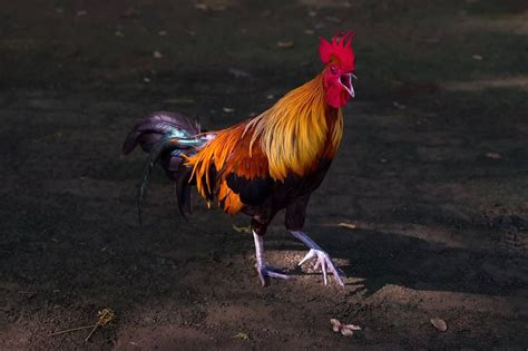 Como Um Galo Sabe A Hora De Cantar