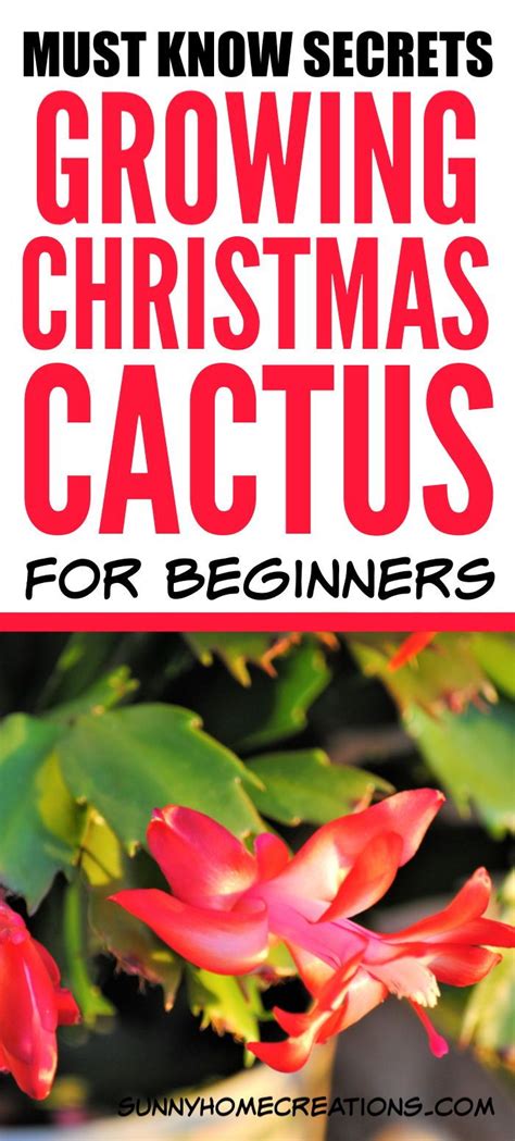 How To Grow And Care For Christmas Cactus Artofit