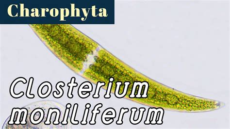 Closterium Moniliferum Charophyta Or Green Algae Youtube