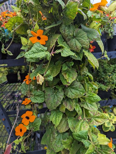 Thunbergia alata 'Mary Lou Heard' – Heron's Head Nursery