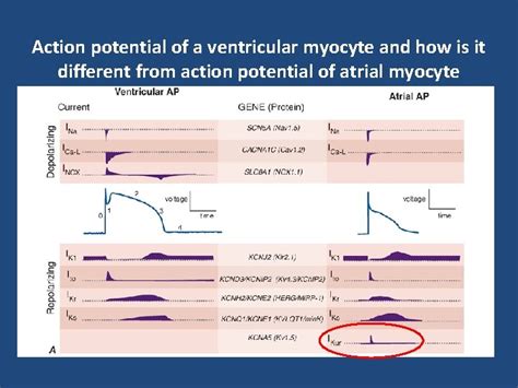 Cardiac Action Potential Dr Shreetal Rajan Nair Introduction