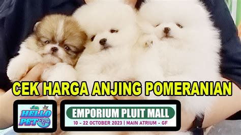 Cek Harga Anjing Pomeranian Di Pet Bazaar Hello Pet Cycle Emporium