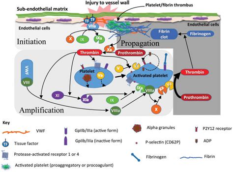 The Cell Based Model Of Coagulation And The Concepts Of Initiation