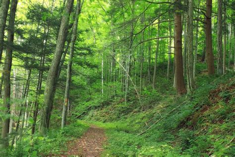 Free Picture Wood Nature Tree Pathway Summer Landscape Leaf