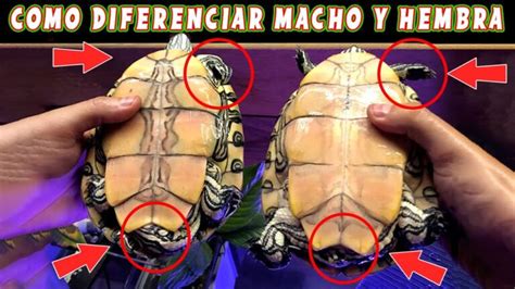 Descubre cómo identificar el género de tu tortuga en 3 pasos